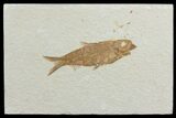 Detailed, Knightia Fossil Fish - Wyoming #78323-1
